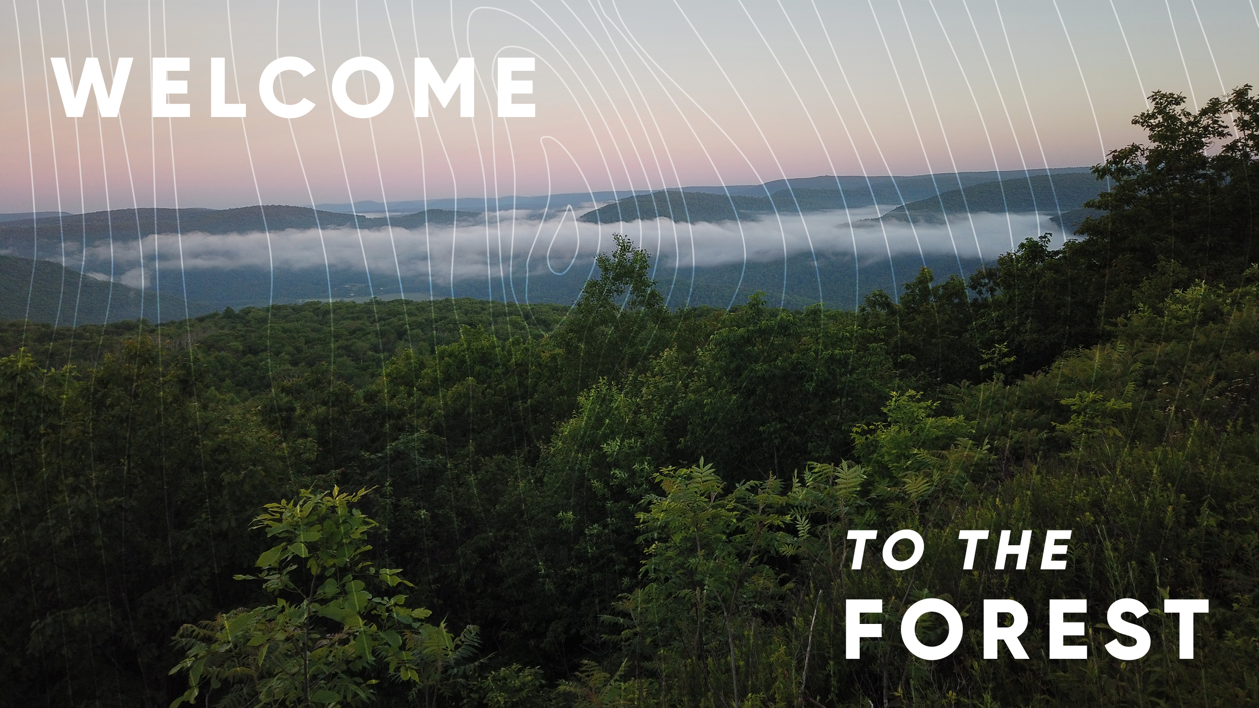 welcome to the forest