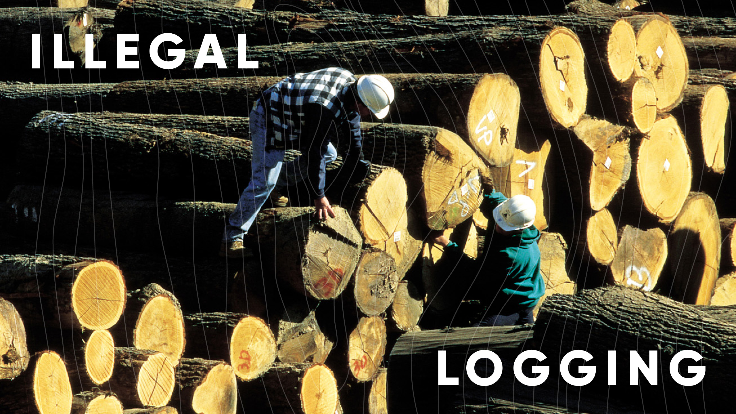 Illegal logging