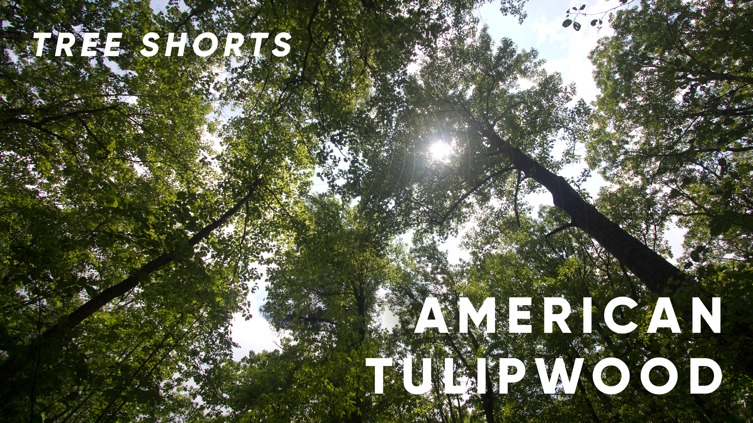 Tree shorts: tulipwood