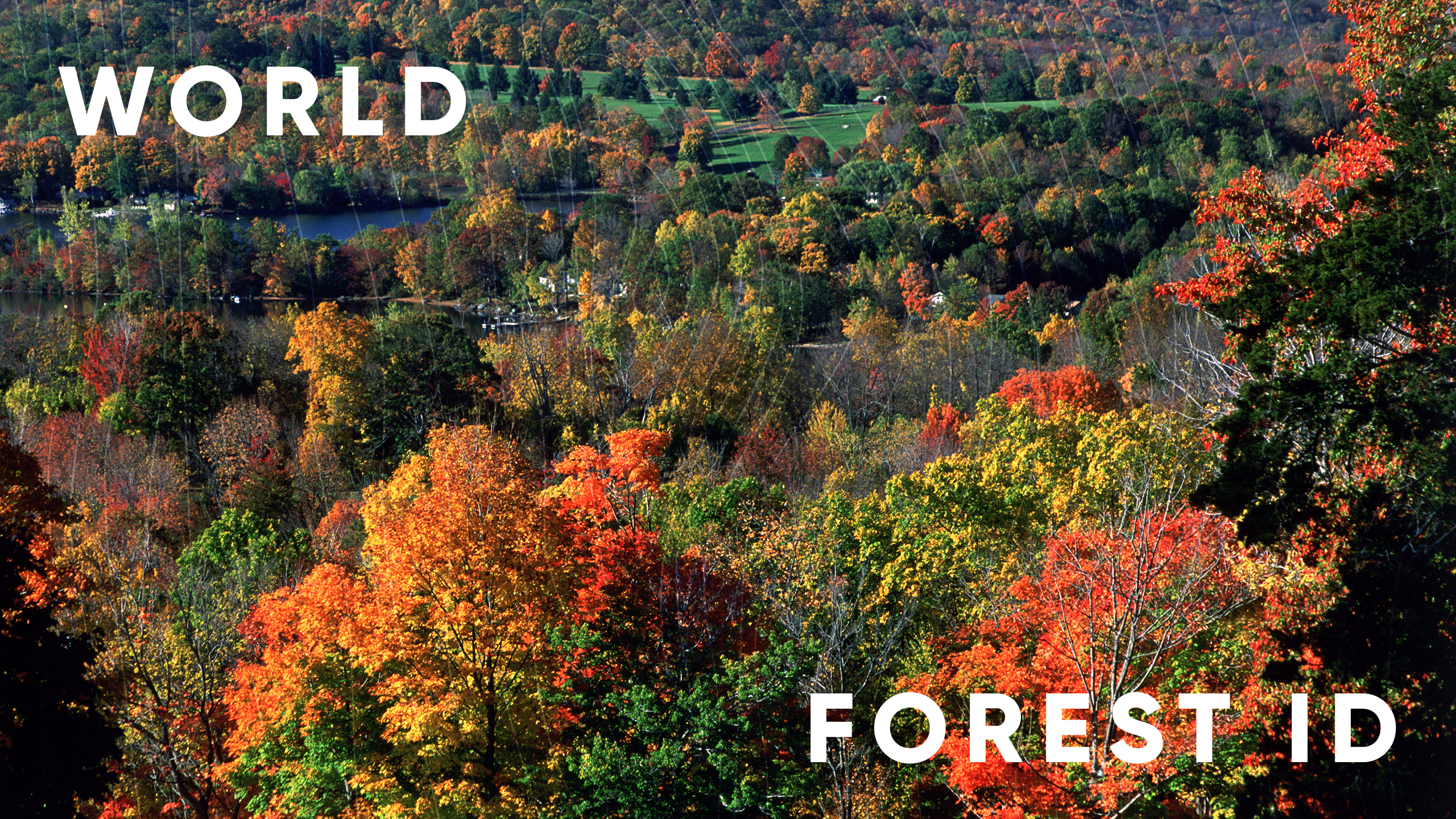 The World Forest ID