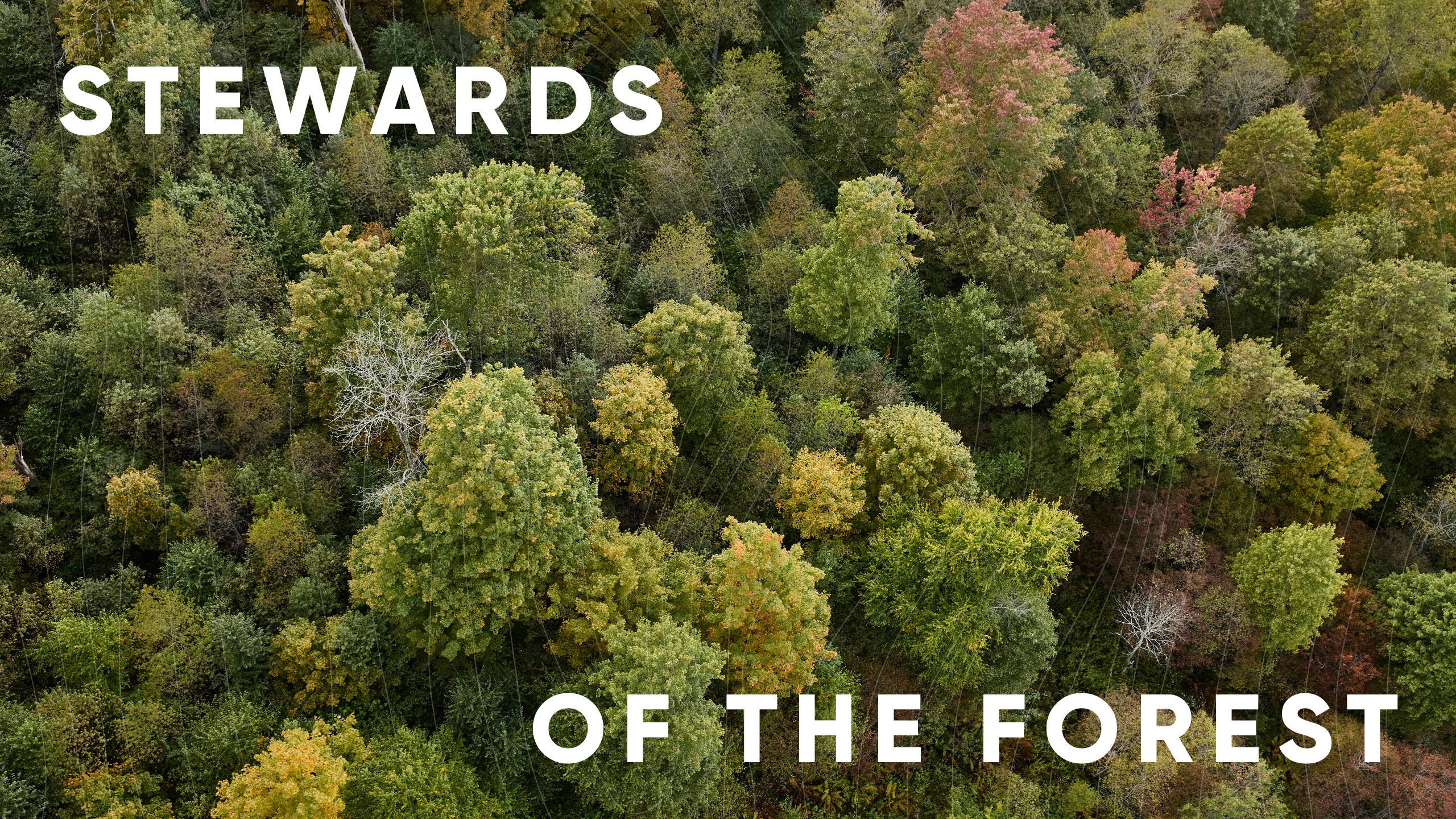 Stewards of the forest