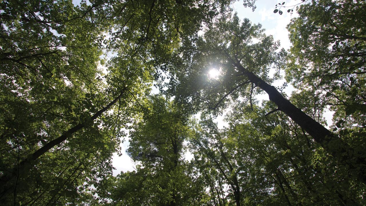 tulipwood trees
