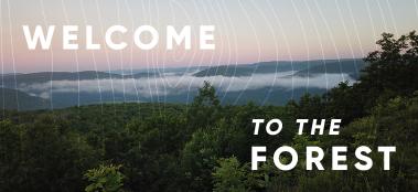 welcome to the forest