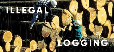 Illegal logging