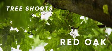 Tree Shorts: red oak