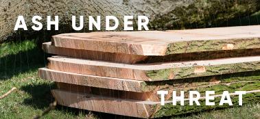 Ash under threat