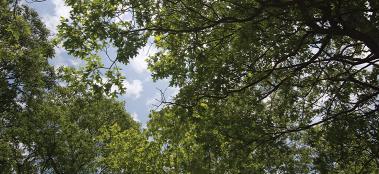 tulipwood trees