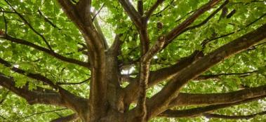 American red oak