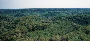 Appliance of science in global timber traceability