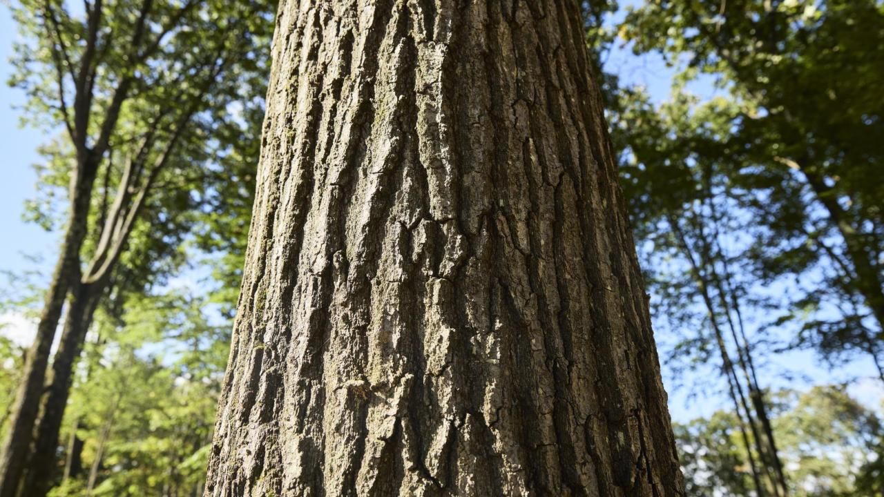 Sourcing American hardwood