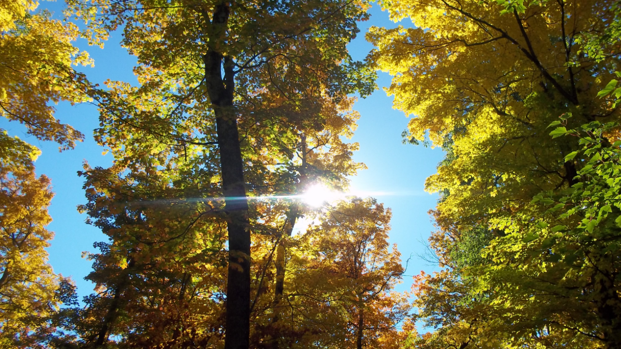 A: U.S. Hardwood Producers and Exporters have a demonstrated commitment to Legal  and Sustainable Forestry