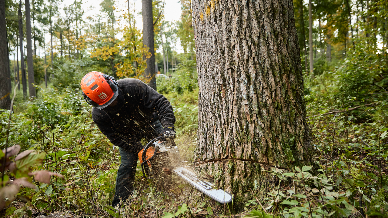 legality of foresting