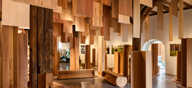 Wood for the Trees_Project Teaser