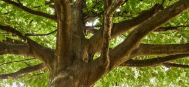 American Hardwood tree