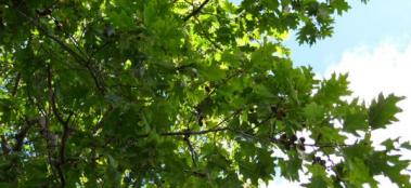 Introduction to US forestry