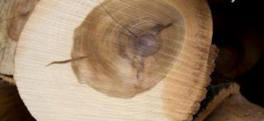 Maximising carbon storage through sustainable forest management teaser