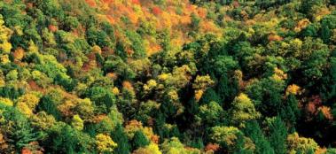 Telling the whole story: The environmental life cycle of American hardwoods teaser