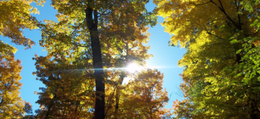 A: U.S. Hardwood Producers and Exporters have a demonstrated commitment to Legal  and Sustainable Forestry