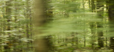 Environmental Impact
