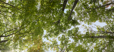 American Hardwood sourcing